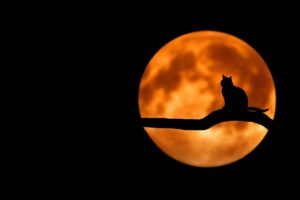 Zdjęcie - noc, na tle wielkiego księżyca na gałęzi siedzi kot