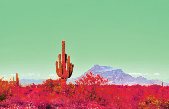 Krajobraz preri, na pierwszym planie kaktus, w tle góra