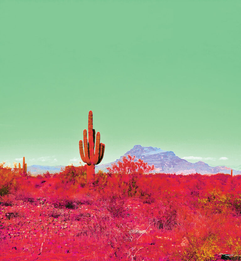Krajobraz preri, na pierwszym planie kaktus, w tle góra