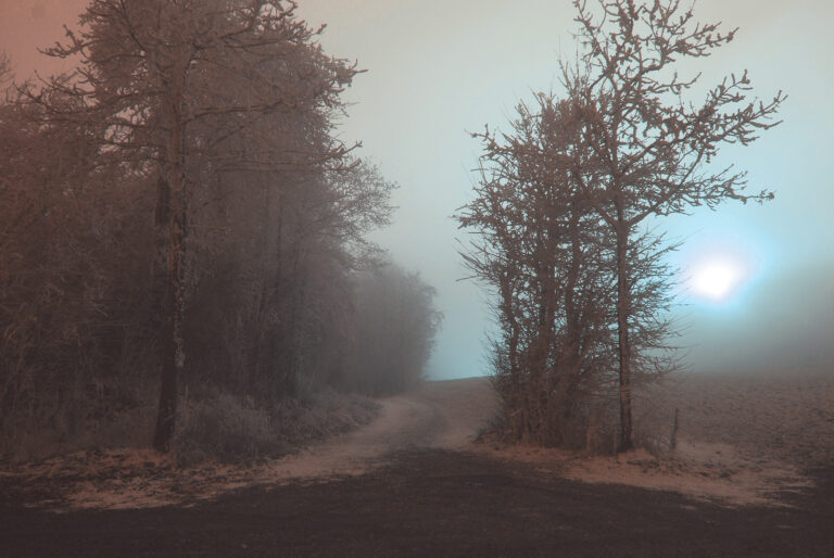 Droga polna, przy drodze drzewa, mgliste powietrze