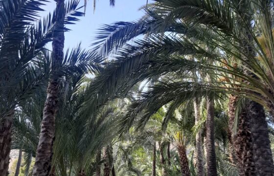 Piaszczysta ścieżka prowadząca miedzy aleją drzew palmowych.