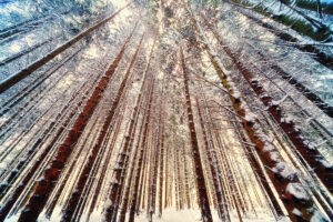 Wysokie drzewa w lesie, zdjęcie zrobione od dołu w kierunku nieba, na drzewach leży śnieg