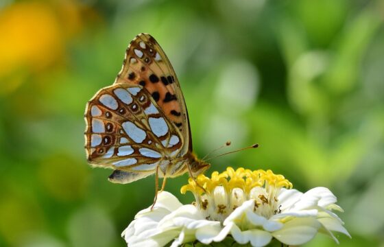 Motyl na kwiatku