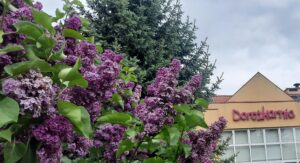 Krzak bzu, za nim drzewo iglaste i fragment budynku z napisem Dorożkarnia