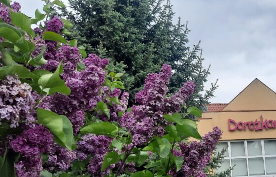 Krzak bzu, za nim drzewo iglaste i fragment budynku z napisem Dorożkarnia