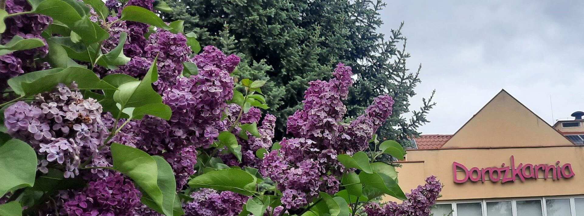Krzak bzu, za nim drzewo iglaste i fragment budynku z napisem Dorożkarnia