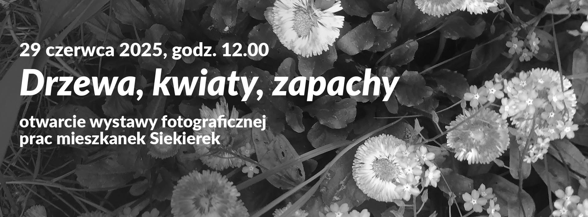 Grafika wydarzenia "Drzewa, kwiaty, zapachy" - otwarcie wystawy, informacja o terminie wydarzenia. Na tle stokrotek na trawniku