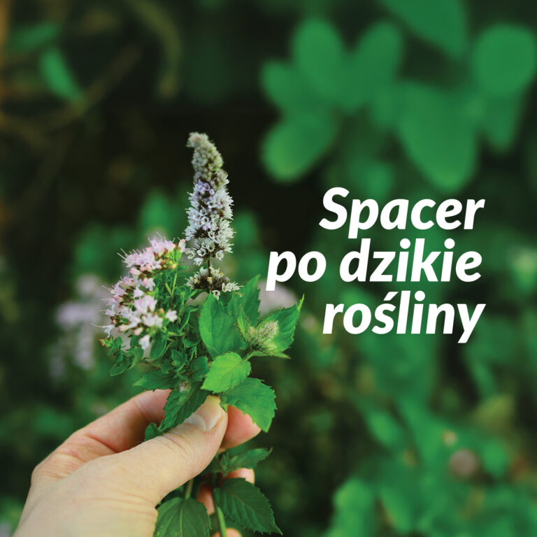 Zdjęcie dłoni trzymającej kwitnące zioło z napisem "Spacer po dzikie rośliny"