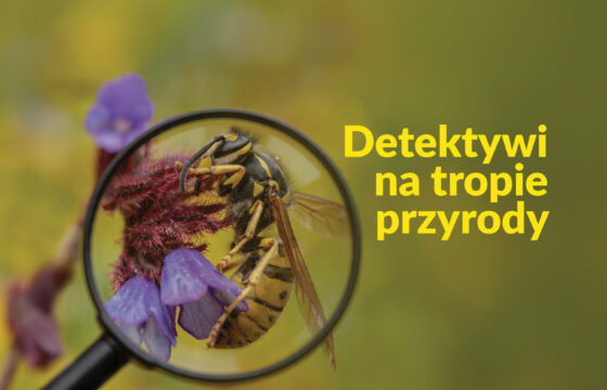 Grafika przedstawiająca lupię skierowaną na pszczołę siedzącą na kwiatku. Napis "Detektywi na tropie przyrody"