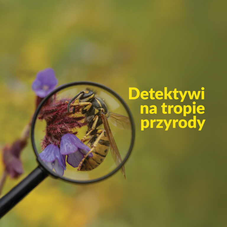 Grafika przedstawiająca lupię skierowaną na pszczołę siedzącą na kwiatku. Napis "Detektywi na tropie przyrody"