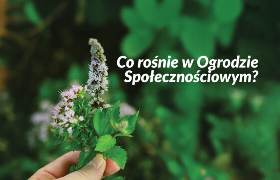 Zdjęcie dłoni trzymającej kwitnące zioło z napisem "Co rośnie w ogrodzie społecznościowym?"