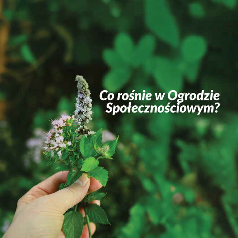 Zdjęcie dłoni trzymającej kwitnące zioło z napisem "Co rośnie w ogrodzie społecznościowym?"