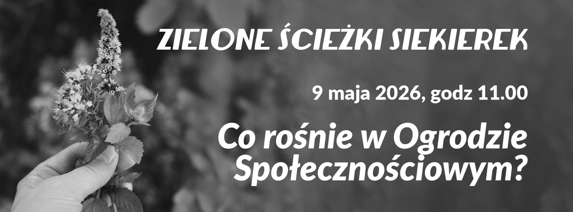Zdjęcie dłoni trzymającej kwitnące zioło z napisem "Co rośnie w ogrodzie społecznościowym?"